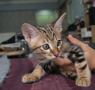 Sherhan - Bengal + American Shorthair Cat