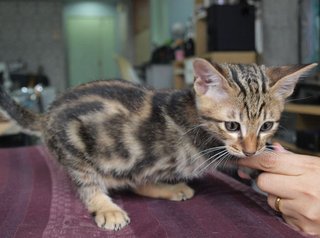 Sherhan - Bengal + American Shorthair Cat