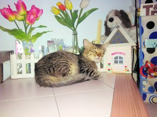 Miko - Domestic Medium Hair + Tabby Cat