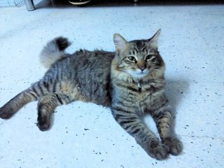 Miko - Domestic Medium Hair + Tabby Cat