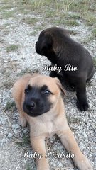 Baby Rio  - Mixed Breed Dog