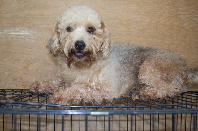 Momo - Poodle + Silky Terrier Dog