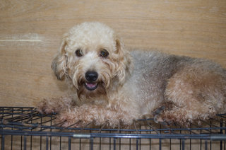 Momo - Poodle + Silky Terrier Dog