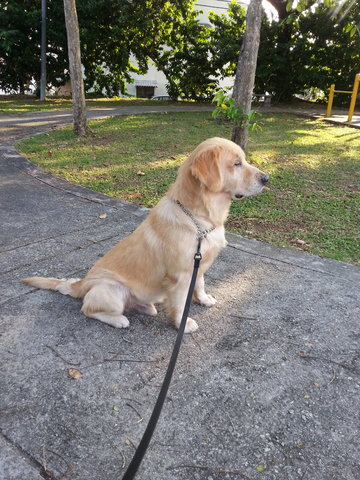 Marco - Golden Retriever Dog