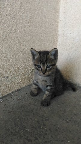 Louie - Domestic Medium Hair Cat