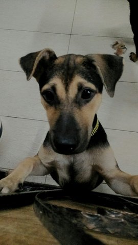 Shasha - Mixed Breed Dog