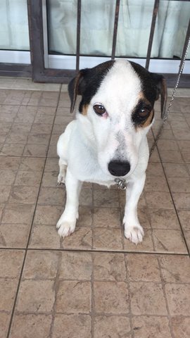 Toto - Jack Russell Terrier Dog