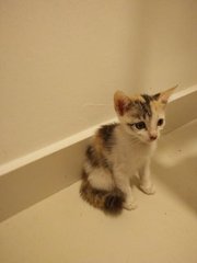 Flower - Calico + Domestic Short Hair Cat