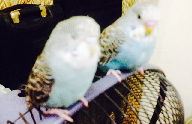 Budgies - Mixed Breed Bird