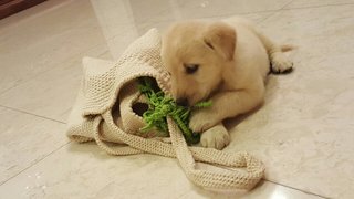 Refi - Golden Retriever + Jindo Dog