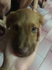 No Name  - Mixed Breed Dog