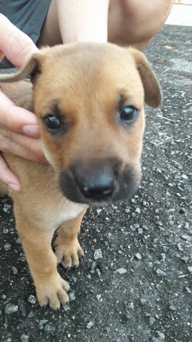 8 Puppies - Mixed Breed Dog