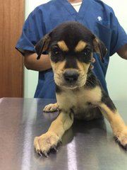 3 Puppy - Mixed Breed Dog