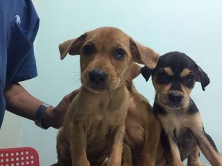 3 Puppy - Mixed Breed Dog