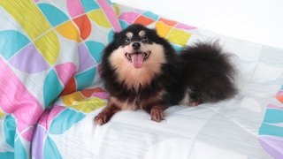 Muffin - Pomeranian Dog