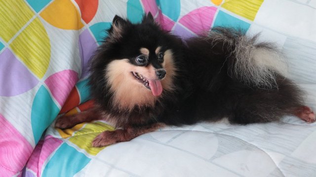 Muffin - Pomeranian Dog