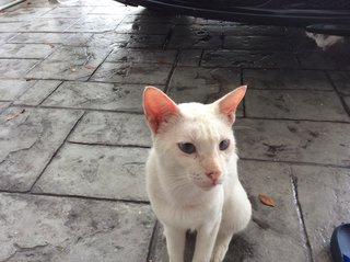 Stray Cat Needs Home - Domestic Short Hair Cat