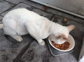 Stray Cat Needs Home - Domestic Short Hair Cat