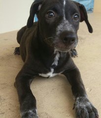 Babe - Black Labrador Retriever Mix Dog