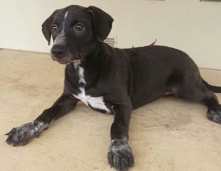 Babe - Black Labrador Retriever Mix Dog