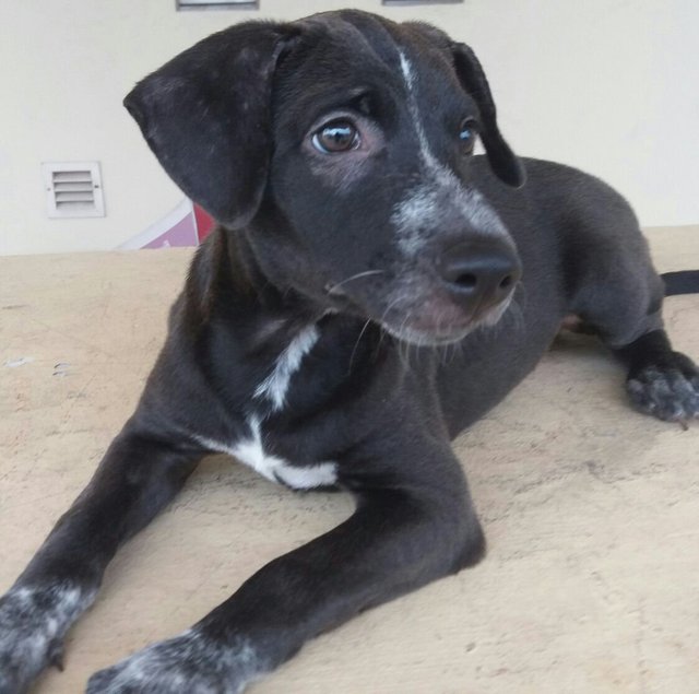 Babe - Black Labrador Retriever Mix Dog