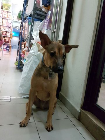 Handsome Boy - Mixed Breed Dog