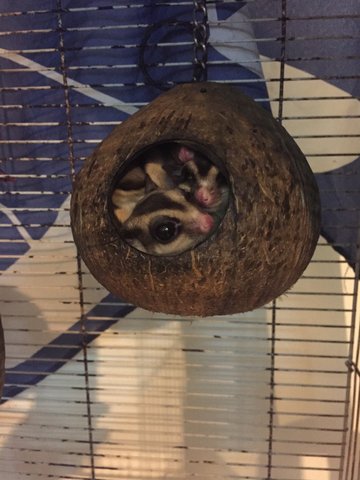 Toby(M) Toshee (F) And Family.  - Sugar Glider Small & Furry