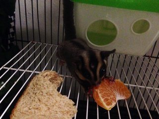 Toby(M) Toshee (F) And Family.  - Sugar Glider Small & Furry