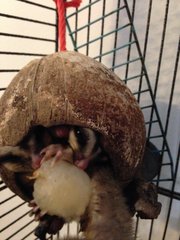 Toby(M) Toshee (F) And Family.  - Sugar Glider Small & Furry