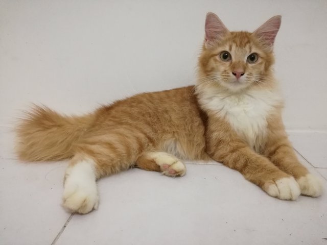 Simba Aka Bulu - Domestic Long Hair Cat