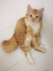 Simba Aka Bulu - Domestic Long Hair Cat