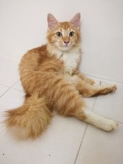 Simba Aka Bulu - Domestic Long Hair Cat