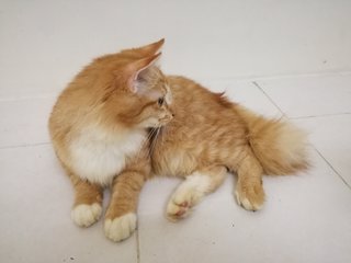 Simba Aka Bulu - Domestic Long Hair Cat