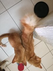 Simba Aka Bulu - Domestic Long Hair Cat