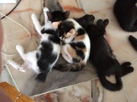 4 Male / 2 Female Kittens - Domestic Short Hair Cat