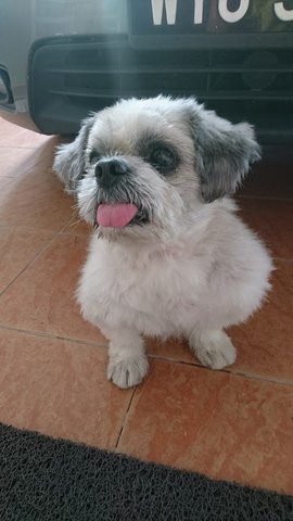 PF79346 - Shih Tzu Dog