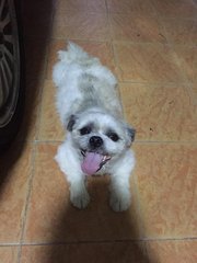 PF79346 - Shih Tzu Dog