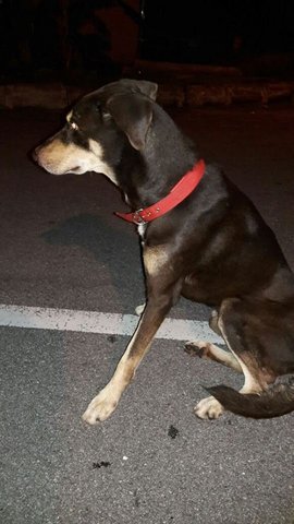 Lost Looking 4 His Family - Mixed Breed Dog