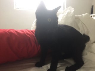 Black Kitten 3 Mths Old - Domestic Medium Hair Cat