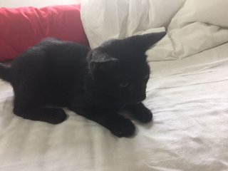 Black Kitten 3 Mths Old - Domestic Medium Hair Cat