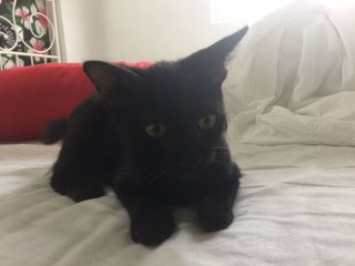 Black Kitten 3 Mths Old - Domestic Medium Hair Cat