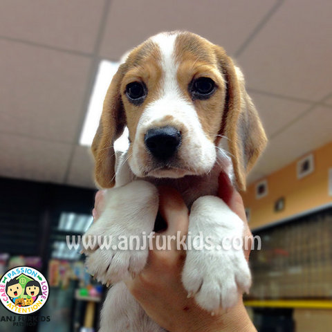 Quality Beagle Puppy - Beagle Dog