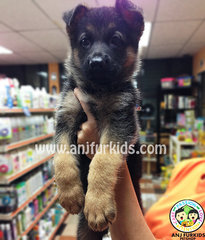 Big Bone Female German Shepherd Puppies - German Shepherd Dog Dog