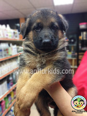 Big Bone Female German Shepherd Puppies - German Shepherd Dog Dog
