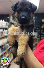 Big Bone Female German Shepherd Puppies - German Shepherd Dog Dog