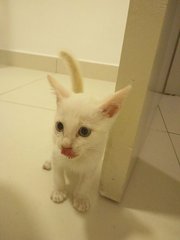 Cotton - Domestic Short Hair Cat