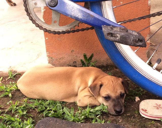 Coffee - Mixed Breed Dog