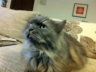 Kiko - Persian Cat