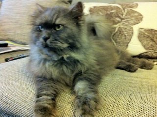 Kiko - Persian Cat