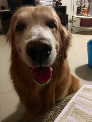 Max - Golden Retriever Dog